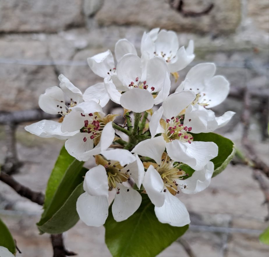 🌸 To celebrate National Trust Blossom Week, here’s a closer look at the beautiful 'Beurre Hardy' (pear) espalier tree.

📸 We would love you to join in, so why not share your favourite blossom with us using #blossomwatch.

#rufford #NationalTrust #blossom #blossomwatch #spring