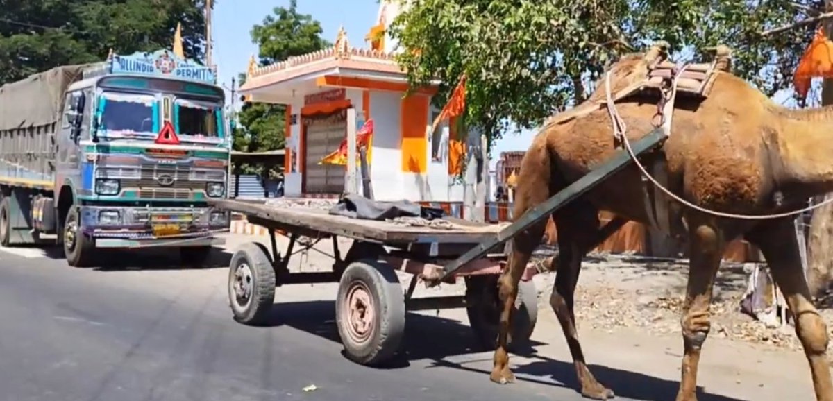 Trucker protest by tying up truck behind Camel cart, alleges poor service from dealer