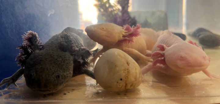 Read our new article!

“Superpowered Salamanders”

Link- the-gist.org/2023/04/superp…