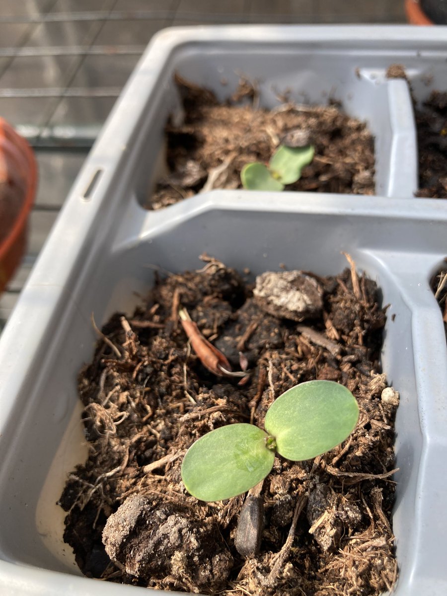 JennySheltonCam's tweet image. Sunflower seeds planted! 🌱🌻 #mywildspace #wildweekender