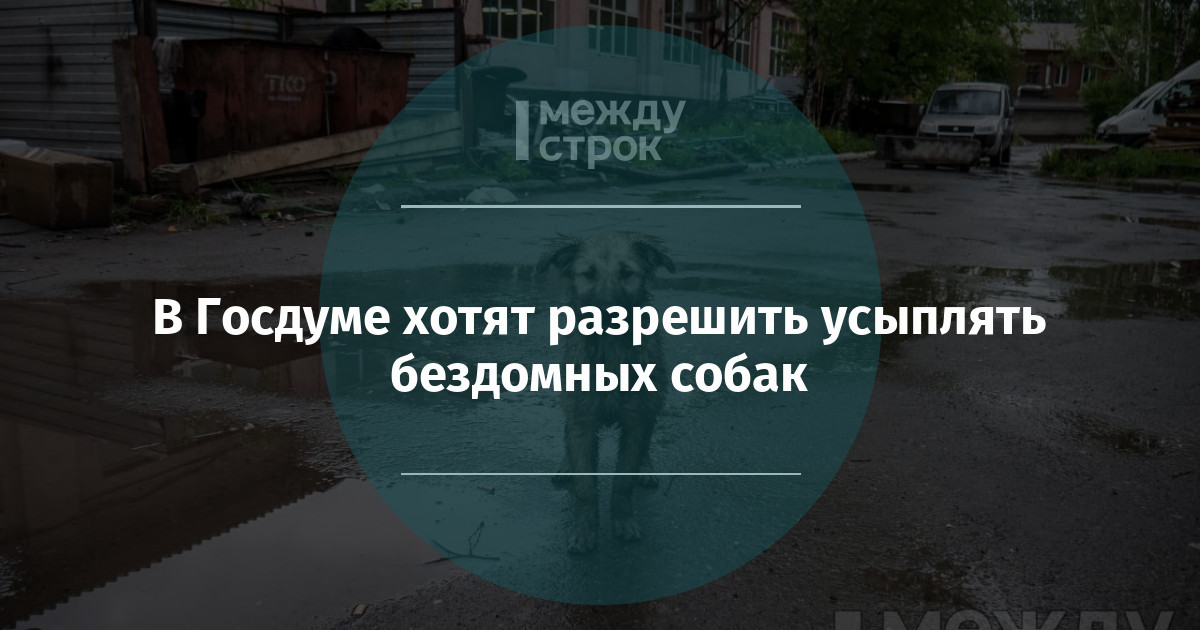 В Госдуме хотят разрешить усыплять бездомных собак mstrok.ru/6557