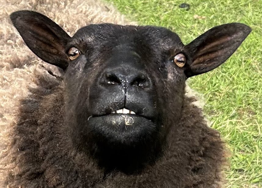 Lesley collins tweet media