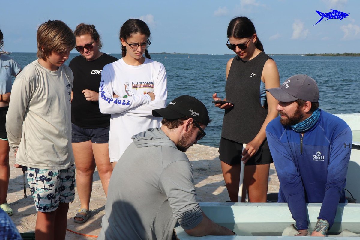 Seacamp recently hosted researchers from Shedd Aquarium in Chicago under the direction of Dr. Steve Kessel. The team is studying the physiology of ‘tonic immobility’, a sleep-like response that sharks exhibit when turned upside down🦈 #seacamp #summercamp #sharks #marinescience