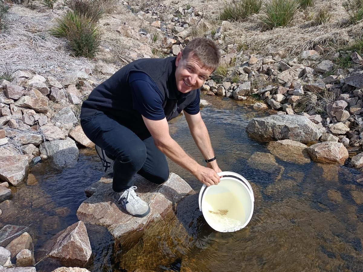 A 4 yr project in the making! Dr <a href="/leebaumgartner/">lee baumgartner</a> releasing juv Stocky Galaxias who’s parents were rescued from this creek in the #snowy mtns during the #blacksummer 🔥<a href="/Gulbali_Inst/">Gulbali Institute</a> <a href="/CharlesSturtUni/">Charles Sturt University</a>
