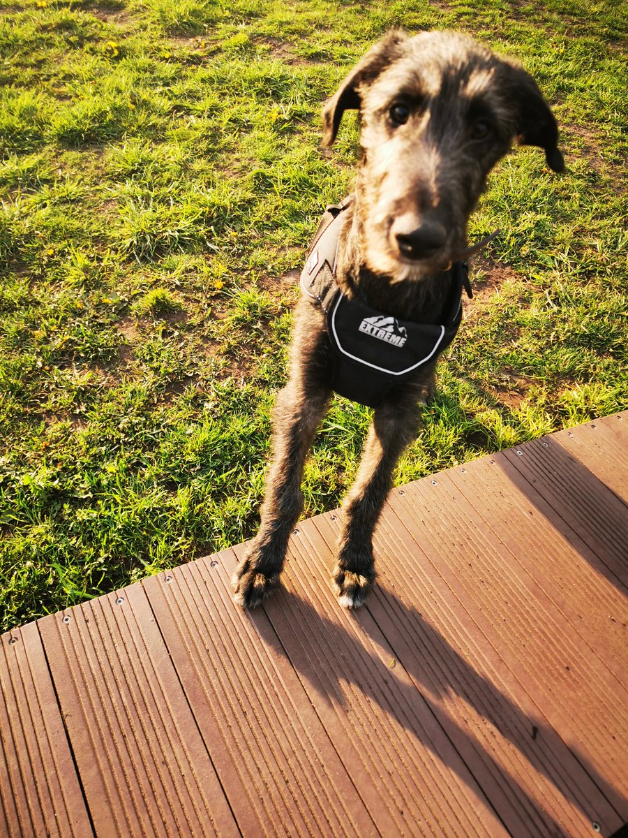 hyper_ru's tweet photo. Follow #padfoots_deerhound_diaries on Instagram xxx

https://t.co/aXqHMZK1UG https://t.co/SkmrXz7OqA