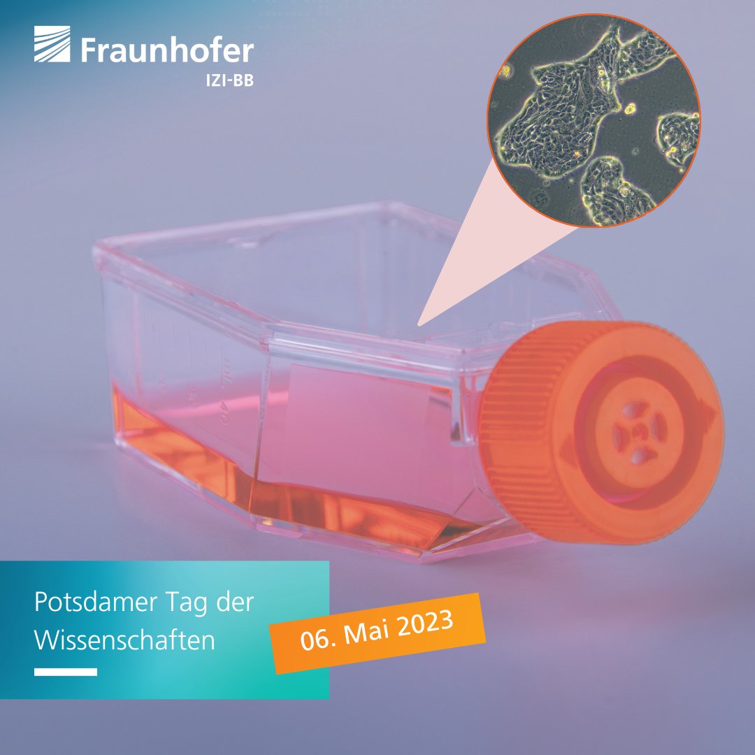 Prozesse in #Herzzellen können durch künstlich gezüchtete Ziellinien sicher untersucht werden – als eine #Alternative zu Experimenten am menschlichen Herzen. ❤🔬

Werft ein Blick durch unser Mikroskop am #ptdw und erfahrt mehr ! 

👉s.fhg.de/3vH👈

#forschung #ptdw