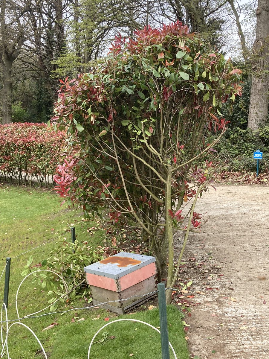 It’s more then just greenkeeping <a href="/_SPGC/">Sundridge Park GC</a> a swarm of bees settled in the hedges behind the 7th green on the west, they was safely caught and rehoused in a hive so hopefully we’ll be rewarded with some honey later in the year!