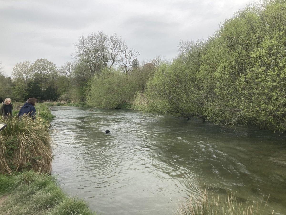 StephSpyro's tweet image. The River Itchen, a chalk stream, has been damaged by sewage discharges.

There are about 200 of these rivers in the world, and most of them are in the southern half of England.

Water companies dumped over 14,000 hours of sewage into England’s chalk streams last year.