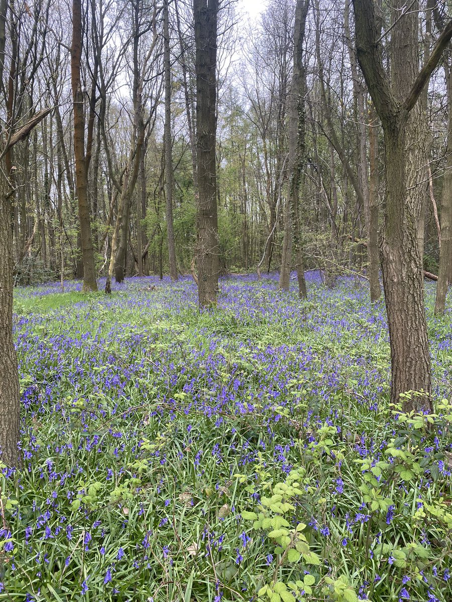 binkybunny7's tweet photo. Stunning scenery at todayโs @Bigbearevents1 #BluebellChallenge ๐ https://t.co/LOY0NZD5uc