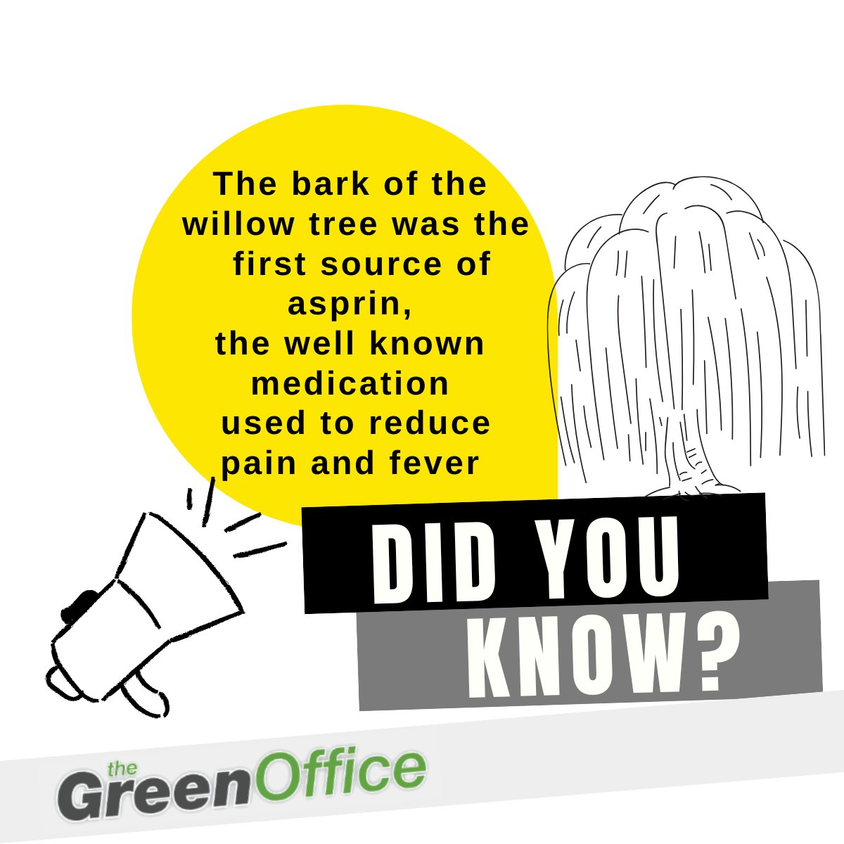 Heres a fun fact about willow trees

#willowtreesinireland #willowtrees #willow #asprin #reducepain #greenoffice #office #ecofriendly