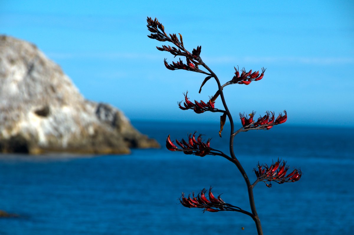 VivLuciani's tweet image. Harakeke / Flax, on the seashore close to Kaikoura, #NewZealand
If you look closely enough, 3 bees are hiding ...

#photography #nativeflora