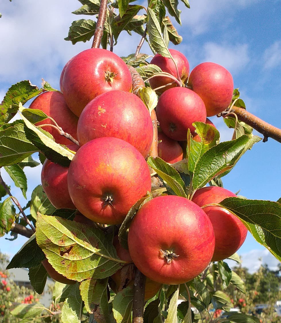 Drove Orchards Farm Shop tweet media