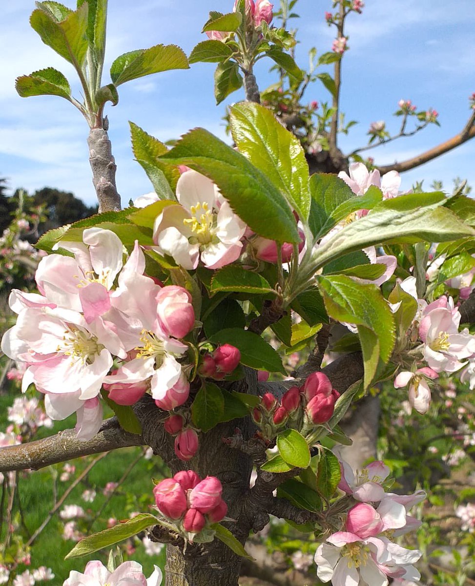 Drove Orchards Farm Shop tweet media