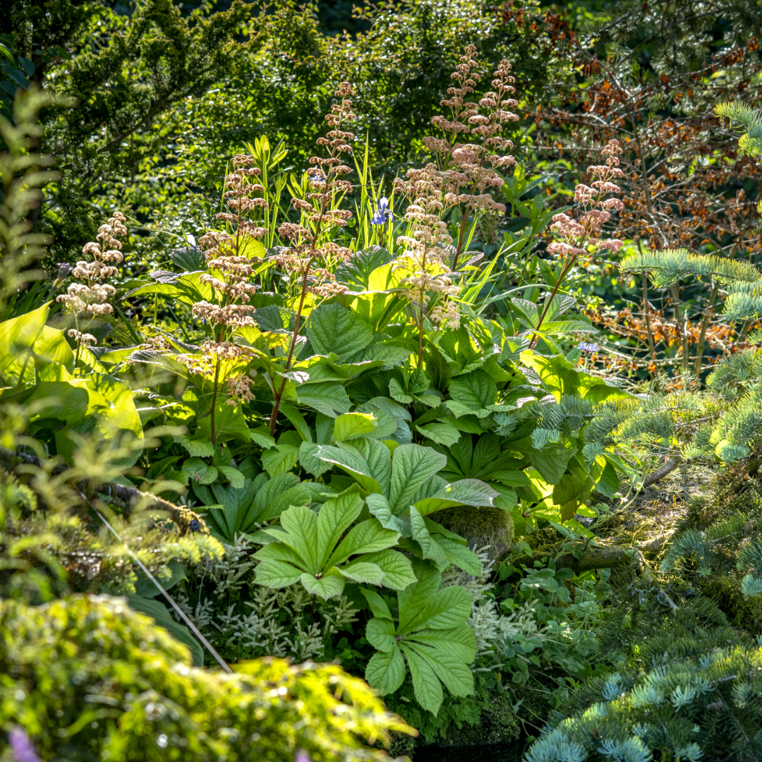 andeye_laura's tweet photo. Flower Photo Portfolio image - Rodgersia flowers and gorgeous leaves
#summerflowers #summergarden #flowerphotography #horticulturephotography #gardenphotography #rodgersia #foliage #beautifulgarden #backlightphotography #scottishgarden #flowerphotography #scottishphotographer https://t.co/idS5yL62Xo