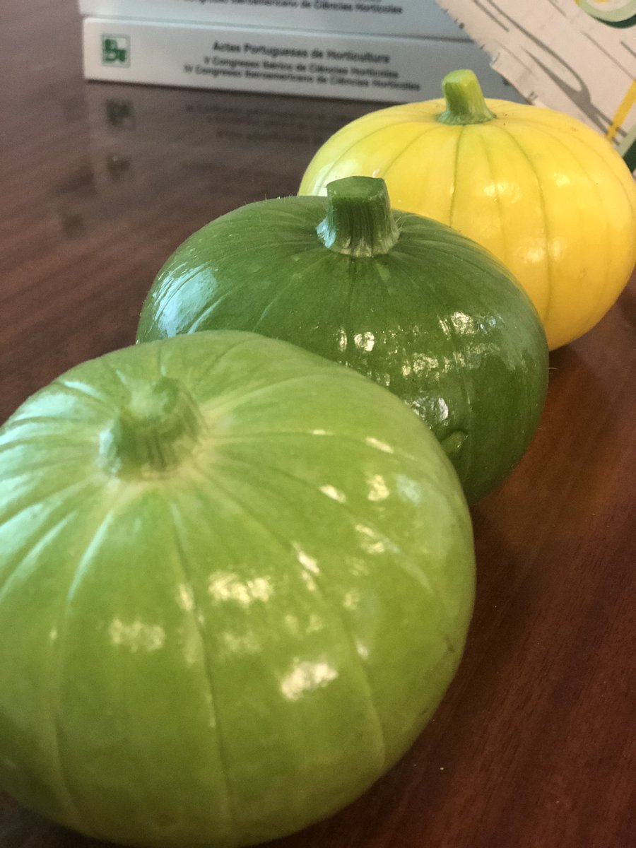 fruittoday's tweet photo. El nombre de este nuevo producto, Zucchiolo, es una mezcla de zucchini/zucca (calabacín/calabaza) y cetriolo (pepino). En Argentina y Uruguay el zapallito (Cucurbita maxima) es un producto ampliamente conocido  #agricultura https://t.co/eqwvAunOCn