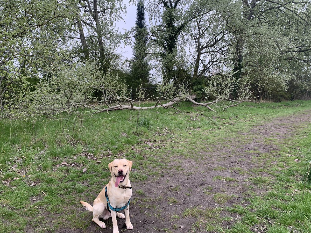 🌳🌿 Not sure why this tree went over but it’s been down for at least 2 years yet still continues to drop its leaves every autumn 🍂 and blossom every spring 🌸. Amazing! (🐶 Bailey for clickbait).