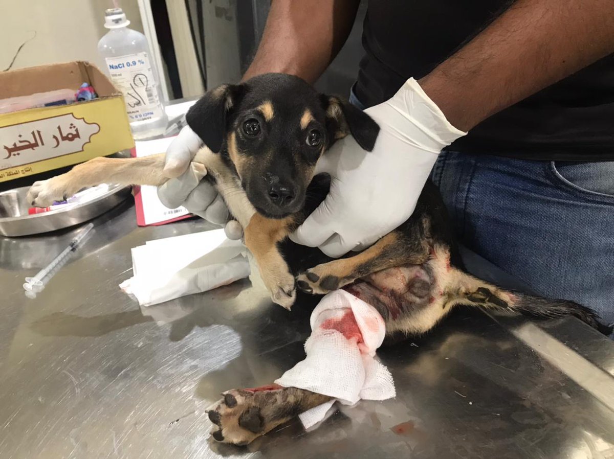 EmbarkLK's tweet photo. Lilly was a victim of a car accident in Attanagalle. 

A kind hearted person gave her first aid, and brought her to us.
She had multiple fractures and was anemic. 
Please donate to help this cutie get better soon and find a loving home https://t.co/5vqqTlIi9k https://t.co/0li6g428vx