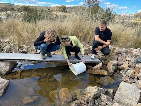 More photos from the release of our Stocky Galaxias in the Snowies 🏔 #NSW. This project is the definition of “it takes a village”. So many partners and collaborators who helped over the last 4 yrs! Fantastic outcome for fish, science &amp; team work! <a href="/Gulbali_Inst/">Gulbali Institute</a>