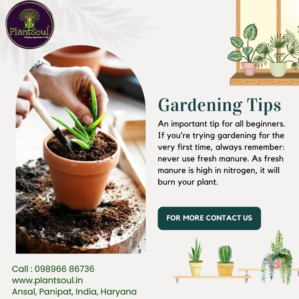 PlantSoul3's tweet photo. GARDENING TIPS 🧑‍🌾👩‍🌾

📞 CALL NOW : 𝟎𝟗𝟖𝟗𝟔𝟔 𝟖𝟔𝟕𝟑𝟔

VISIT AT : https://t.co/wIqMBZNHQ5

#plantsoul #organic #gardening #plants #soil #nursery #seedlings #horticulture #agriculture #organicfarming  #compostable #plants #kitchengardening #crops #natural #organicfood https://t.co/Z0SlFXg4JT