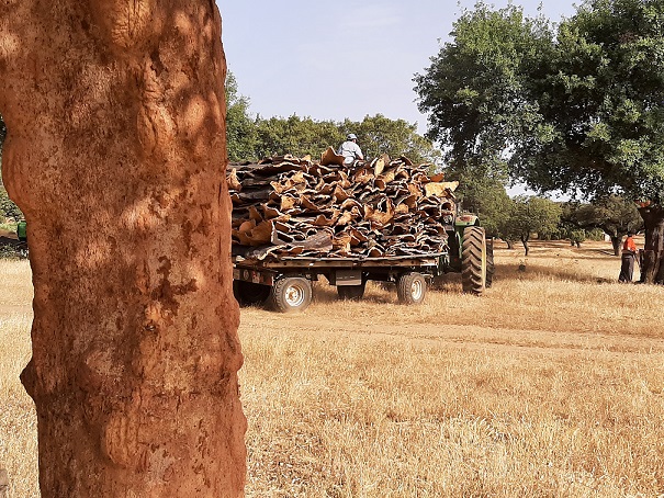 agriculturaEXT's tweet photo. 🌳@Junta_Ex publica la resolución que adelanta la #saca de #corcho al próximo #lunes🪓

➡️Del 1 de #mayo al  15 de #agosto

🧐:https://t.co/T5HWJVt3ok https://t.co/ihvwLmesUz