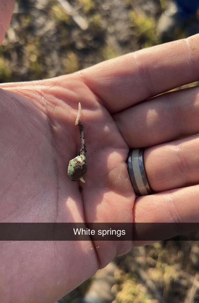 NKSeed is off and growing!! Great to see our NK partners following planters and checking their customers stands and emergence! Thank you Helena Agri Enterprises for the partnership! #plantNK23 #NKSeed