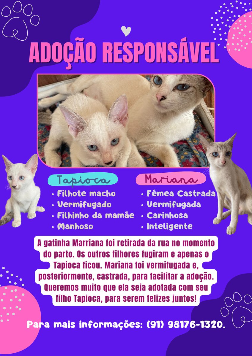 cacamacoco's tweet photo. Adoção responsável da gatinha Mariana e de seu filhote Tapioca!

RT da amizade 💙💙💙💙💙 https://t.co/vkdFKeoMEK