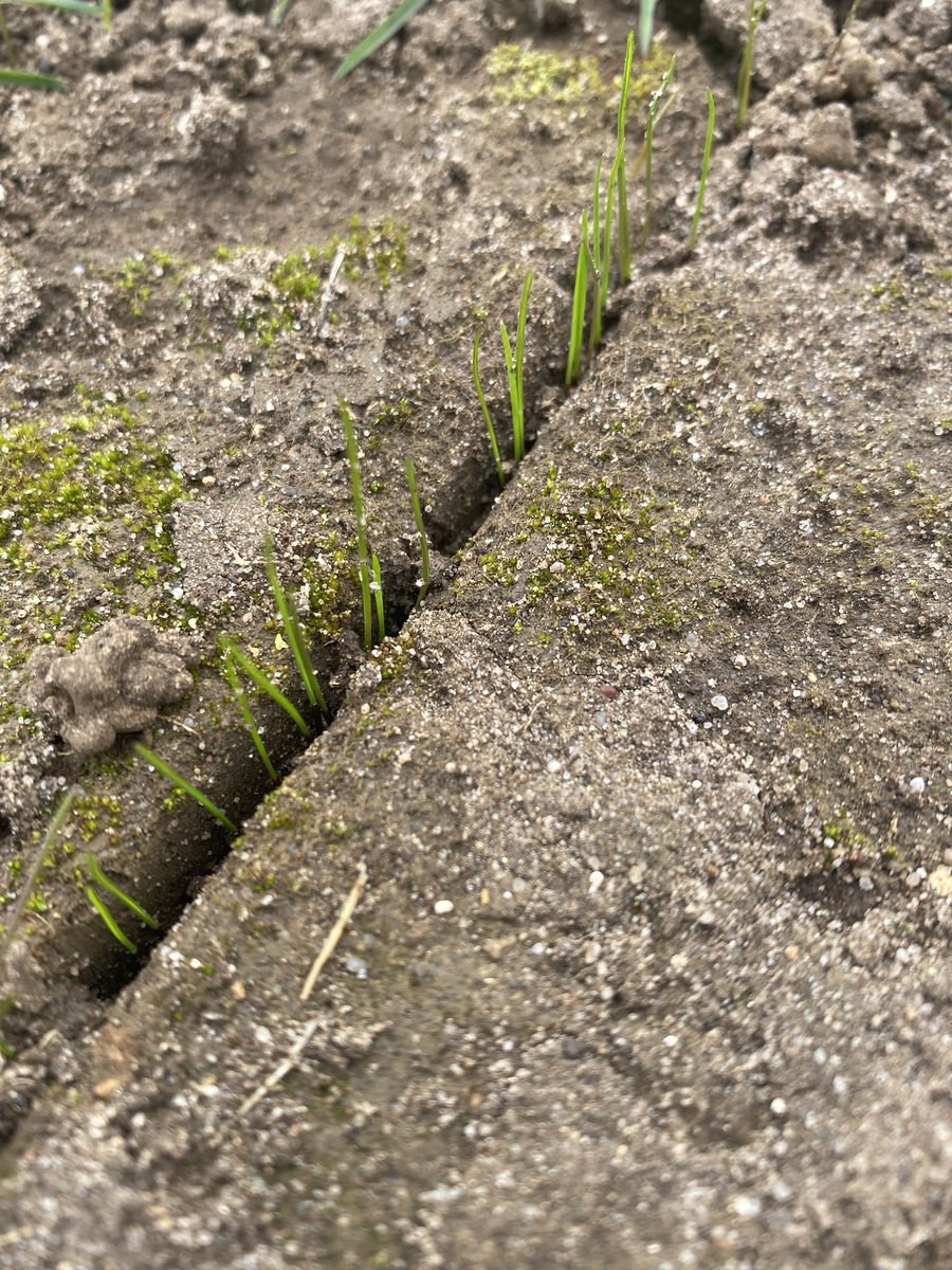 Special appearance this week! Warmer next week, watch it grow. <a href="/JohnHartBGC/">John Hart</a>