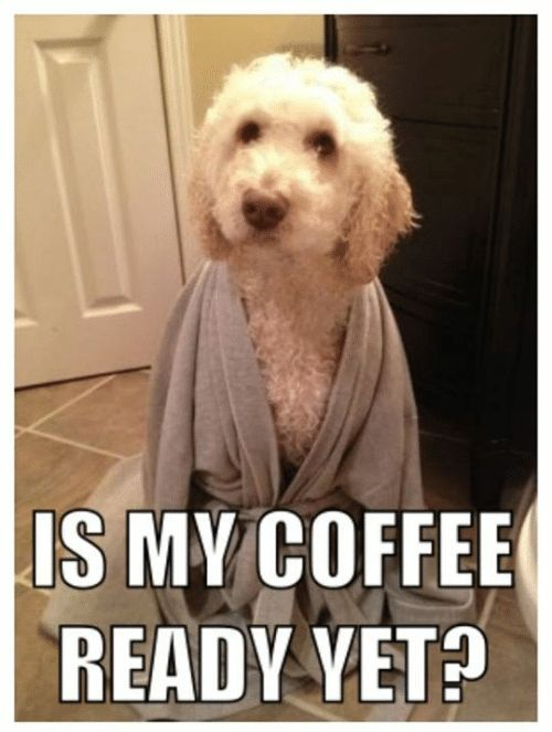 coffeememelover's tweet photo. 😂🤣
#Coffee #Memes #dogsinlove #coffeememes #PlaceNetwork #piggyplinkoui #AMCRebellionPrizePack https://t.co/3L56NYGzV2