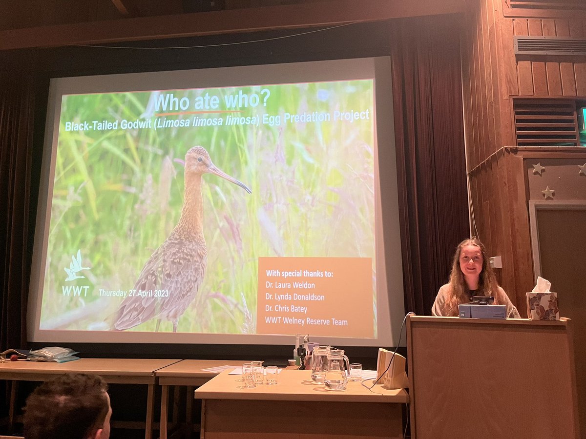 Wow! What an amazing day at WWT’s Conservation Evidance Research Day, showcasing the leading evidence-based projects. I gave my first professional presentation on my research on using eDNA to identify Black-tailed godwit (Limosa limosa limosa) egg predators using eDNA techniques.