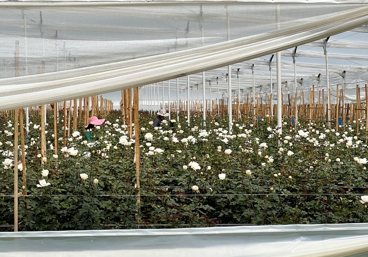 Alexandra Farms tweet media