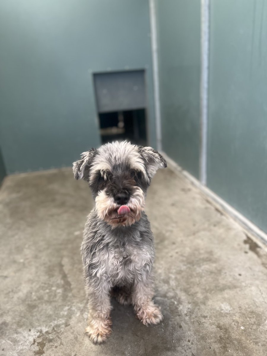 SchnauzerfestUK's tweet photo. BERT &amp; ERNIE are bonded 10 year olds with @AllDogsMatter in N London. They're urgently seeking a great foster or permanent home. 

Can you please help &amp; RT to widen attention OR apply to foster or adopt once you read up on the website

https://t.co/ahi3DAKHet

#SchnauzerGang https://t.co/QJjjOEEFKy
