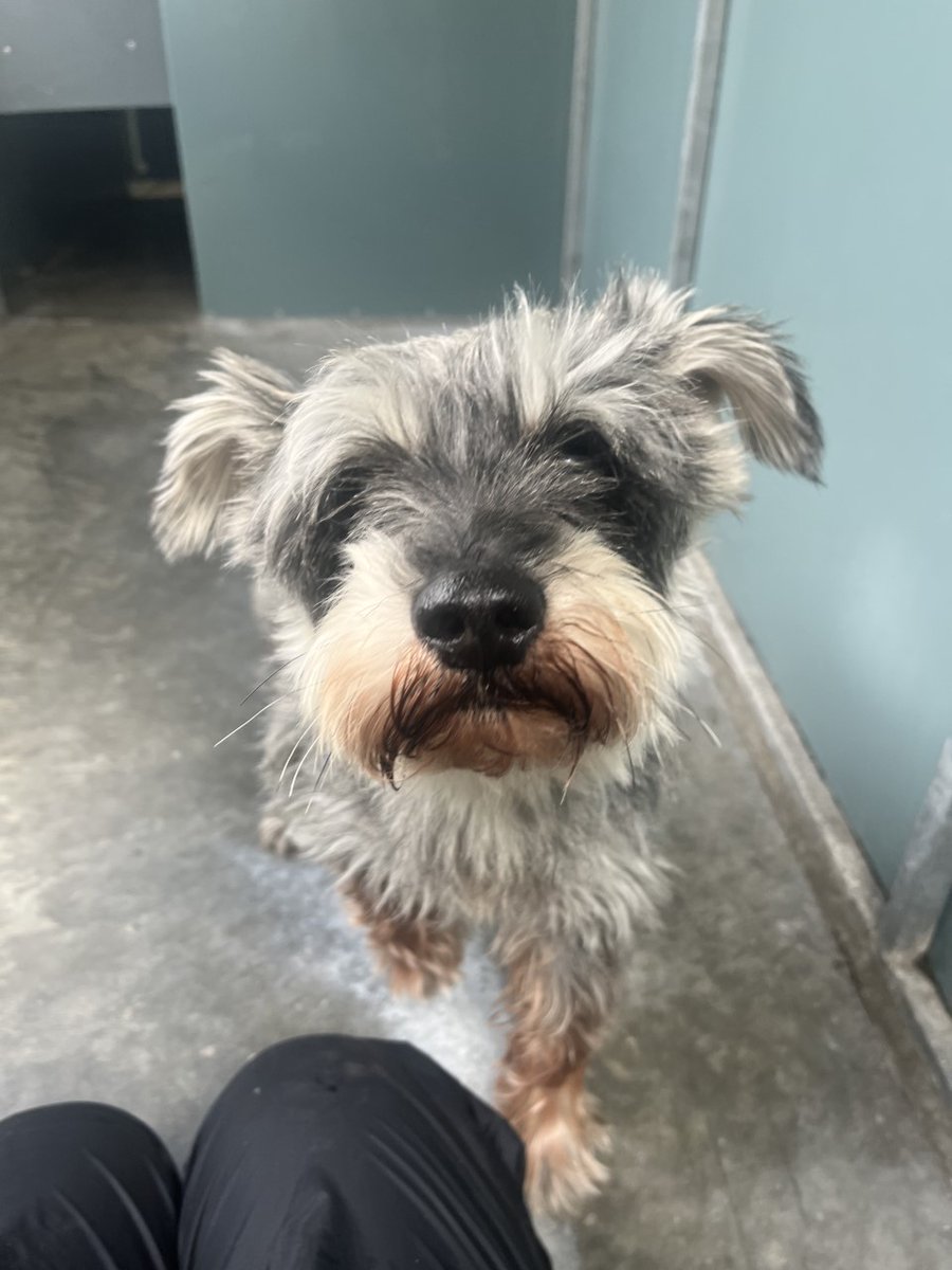 SchnauzerfestUK's tweet photo. BERT &amp; ERNIE are bonded 10 year olds with @AllDogsMatter in N London. They're urgently seeking a great foster or permanent home. 

Can you please help &amp; RT to widen attention OR apply to foster or adopt once you read up on the website

https://t.co/ahi3DAKHet

#SchnauzerGang https://t.co/QJjjOEEFKy