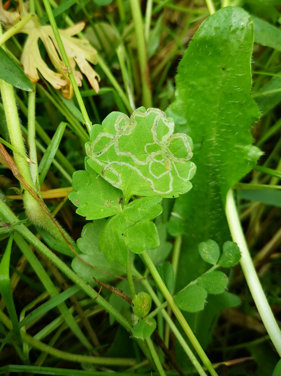 inrae_save's tweet photo. With Gaëtane Le Provost, we have set up a #BugNet site @INRAE_UEVB @inrae_save to assess the impact of invertebrate herbivores and pathogenic fungi on plant communities and ecosystems ! First vegetation surveys today🌱☀️ @annekempel @AllanEcology @nicolasfanin @BCastagneyrol https://t.co/EiZ9lkTidY