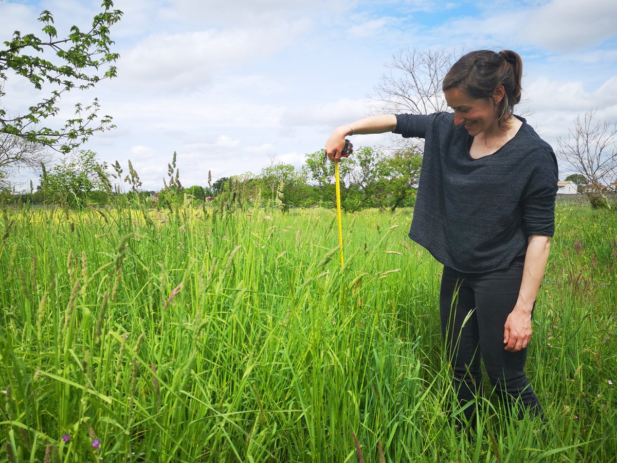 With Gaëtane Le Provost, we have set up a #BugNet site @INRAE_UEVB @inrae_save to assess the impact of invertebrate herbivores and pathogenic fungi on plant communities and ecosystems ! First vegetation surveys today🌱☀️ @annekempel @AllanEcology @nicolasfanin @BCastagneyrol