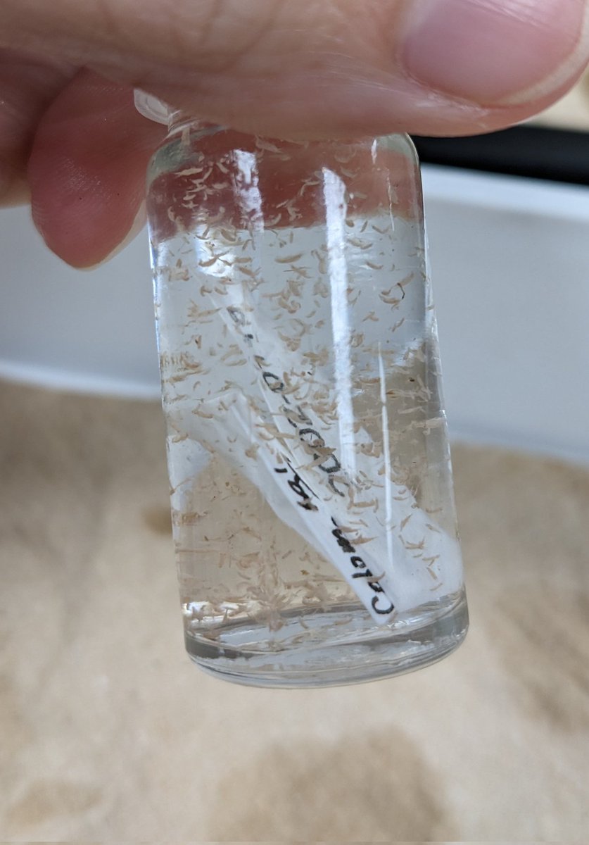 Doing some experimentation on what guesstimating the number of individuals in hundreds of lots of amphipods does to a person (me). Right now I'm on the genus Colomastix and they are very small! Please help. 300? 1000? It could be anything 🫠