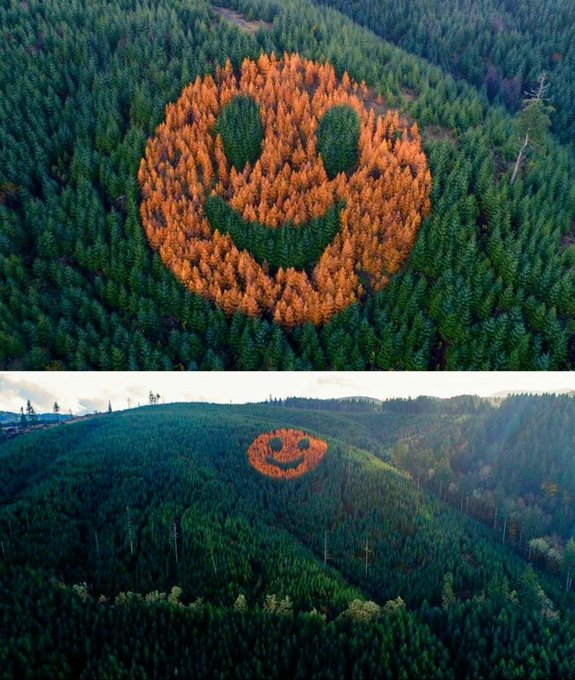 n 2011, two Hampton Lumber employees decided to create an arboreal design that would evoke joy in every person who saw it. They planted a mixture of larch (that form a cicular face) and evergreen Douglas fir trees (that form eyes and a smiling mouth) buff.ly/3wUEjrR