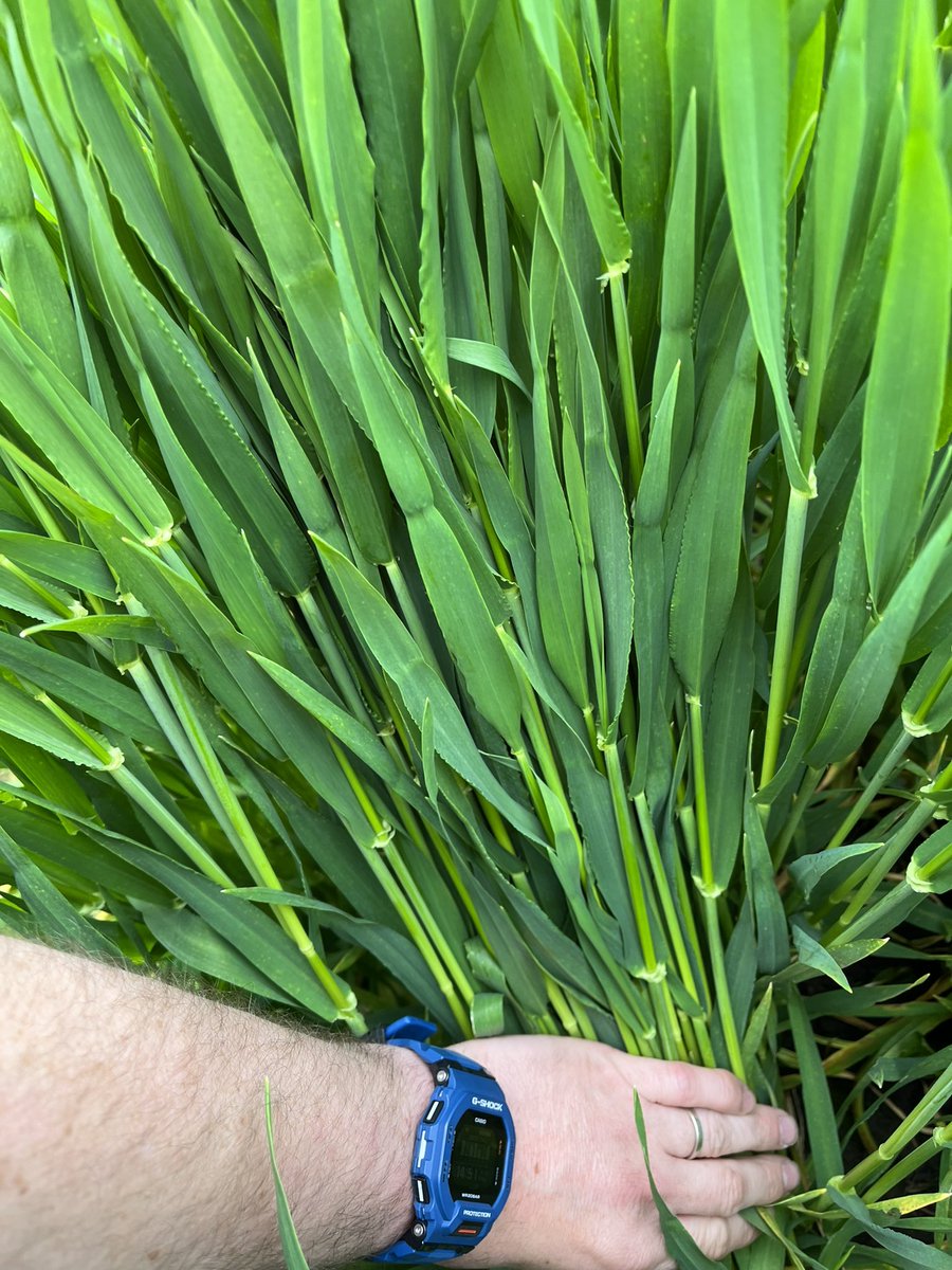 Agronomysilvers's tweet photo. Winter barley looking well @AgriiUK #grandjob #clean #nicetosee https://t.co/6Aw79QzCcf