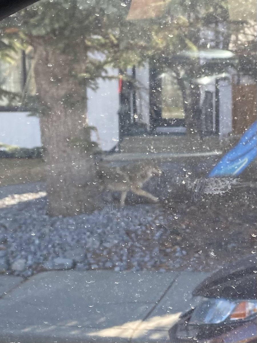 Biiiiiiig coyote running through Garrison Woods &amp; Altadore at 940am today 

Heading towards <a href="/RiverParkDogs/">Friends of River Park</a> 

As seen they my dirty windows (when pulled over) 

Keep your dogs &amp; kids close 

<a href="/311/">311</a> #YYC