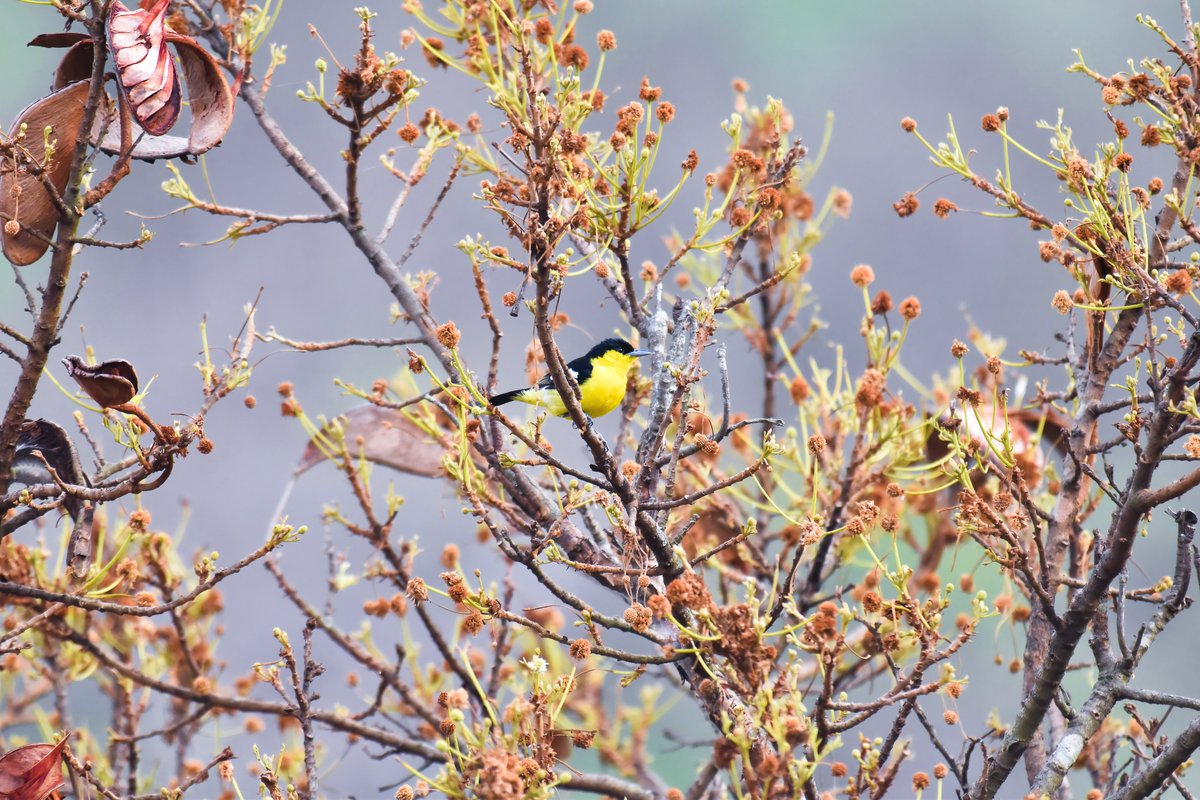 ShivaJmc12's tweet image. The Little Champ! 

#CommonIora @pargaien @UKNikon #indiaves @Natures_Voice #ThePhotoHour @NikonIndia #BBCWildlifePOTD @AnimalPlanet @Discovery @DiscoverKorea_ @WildlifeMag @NikonUSA @NatGeoIndia @BBCEarth #birdwatching #BirdsSeenIn2023 #BirdsOfTwitter #birding #birder #birds