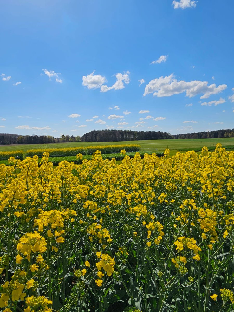 KendallsPR's tweet photo. Last week, on behalf of our client AminoA, we visited Thoresby Estate for the @CerealsEvent Spring Crop Plot Day.
We were blessed with clear sunny skies on the day, perfect weather to explore the crop plots. βοΈπΎπ±
#PRAgency #MarketingAgency #SuffolkBusiness #AgriPR https://t.co/w9Cw0W0zUl