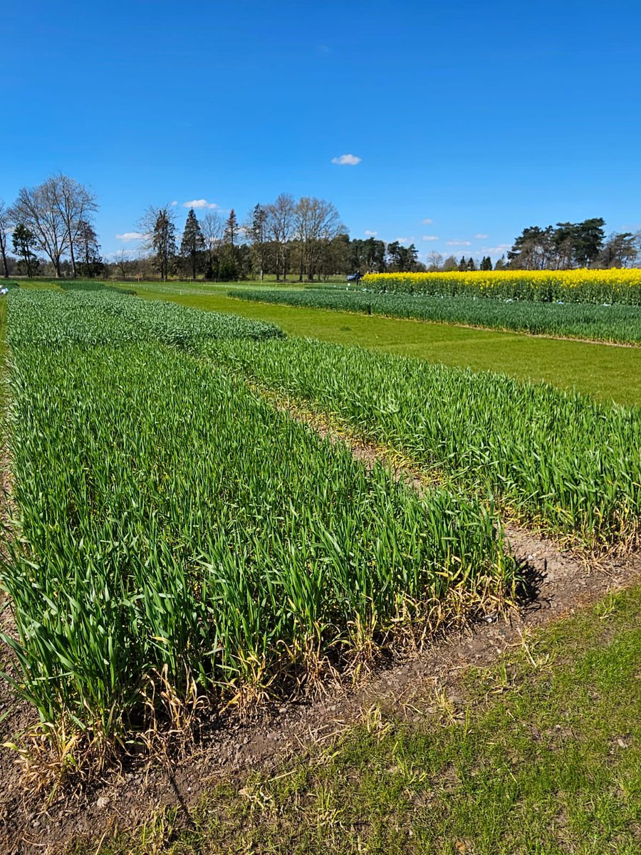 KendallsPR's tweet photo. Last week, on behalf of our client AminoA, we visited Thoresby Estate for the @CerealsEvent Spring Crop Plot Day.
We were blessed with clear sunny skies on the day, perfect weather to explore the crop plots. βοΈπΎπ±
#PRAgency #MarketingAgency #SuffolkBusiness #AgriPR https://t.co/w9Cw0W0zUl