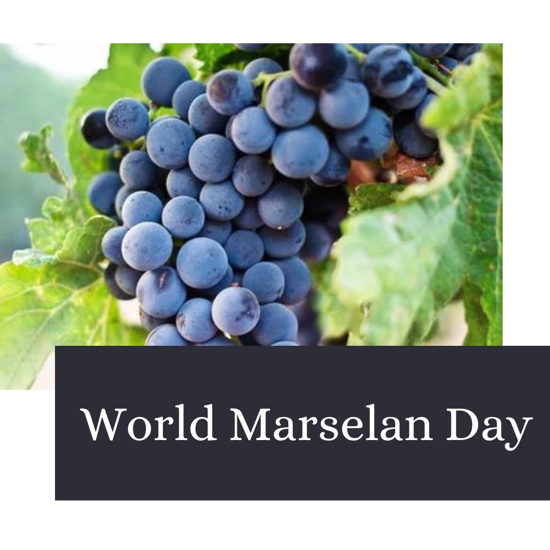 Happy #WorldMarselanDay!  Celebrate Marselan - a cross of #CabernetSauvignon and #Grenache created in 1961 - on the birthday of its creator, Professor Paul Truel 🎂#Marselan grapes are small and grow in big bunches and are frequently used in red blends! 🍷

#americanwinesociety