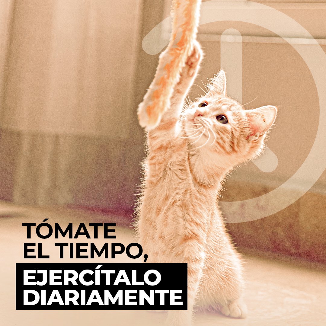 PRGAPSA's tweet image. Cuidar de un perro implica más que simplemente darle de comer y pasearlo. También es importante prestar atención a su bienestar emocional y físico. ¡Ejercítalo! Los paseos son una excelente manera de mantener a tu perro activo y saludable. #SientenComoNosotros