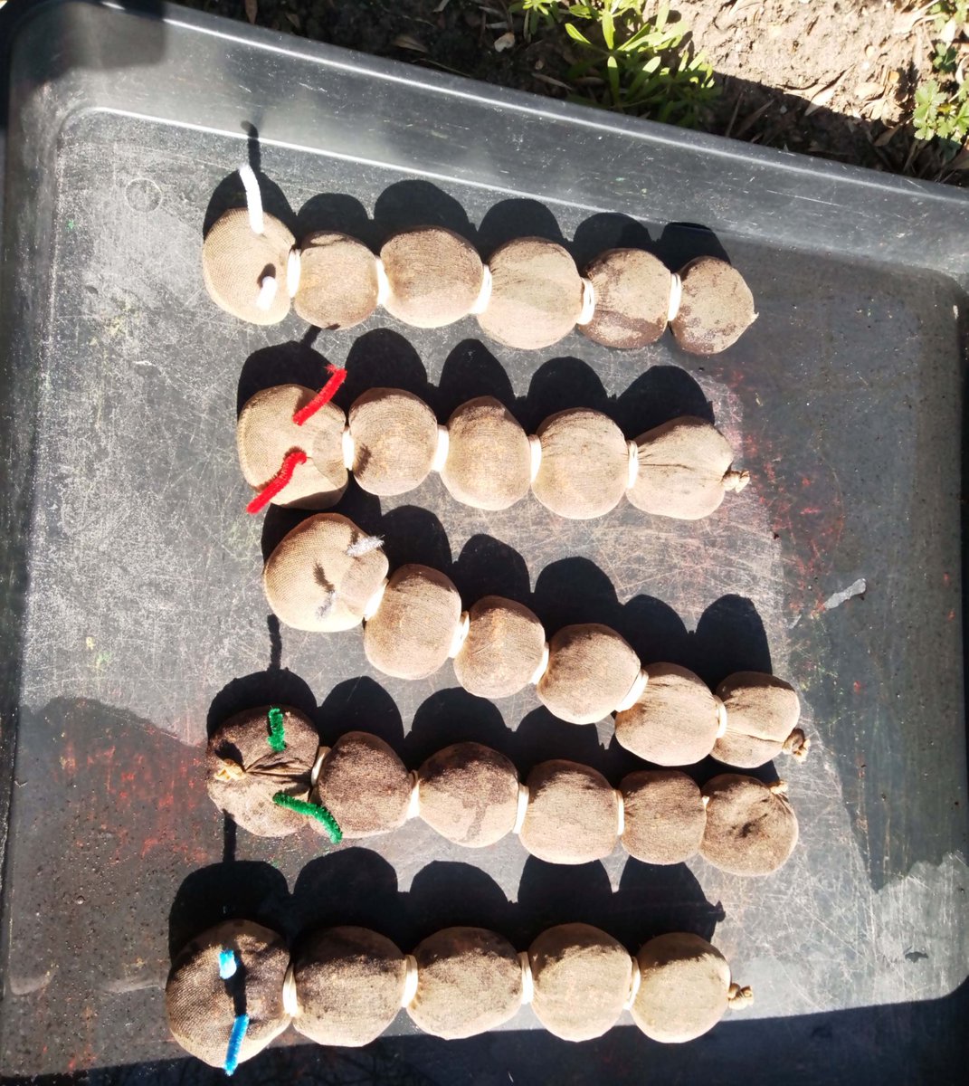 JancettGroup's tweet image. Look at these beautiful cress caterpillars that our Jancett Stanley Park Road 2-5s children made!  Using tights, soil, elastic bands and cress seeds to make their caterpillars, which coincides with their Core Book the Hungry Caterpillar #cresscaterpillar #earlyyears #corebook