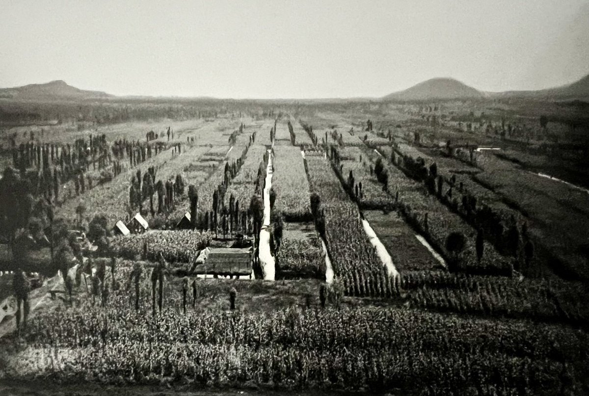 El paraíso que fue Xochimilco y que con el paso de las décadas hemos ido perdiendo. Esta foto de Tlapulco fue realizada por Hugo Brehme en 1907. Noten los espigados ahuejotes y las chinampas rebosantes de cultivos hasta donde da la vista. #cdmx