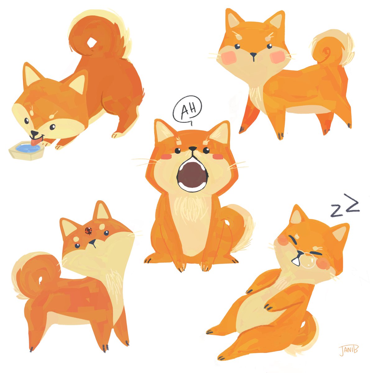 jani_balakumar's tweet photo. #Shiba https://t.co/O31K1AaVqn
