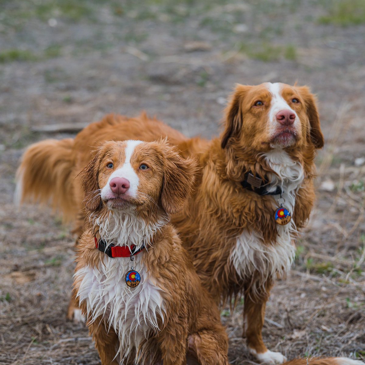 mountain_nsdtrs's tweet photo. A couple of good Colorado dogs, enjoying this Colorado life, wearing their Colorado tags #coloradodog https://t.co/vYqGHFUIA3