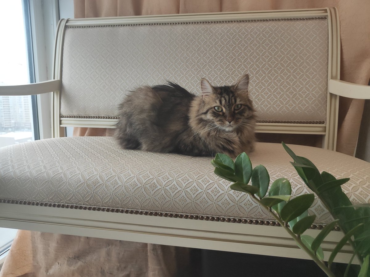 baka_boi's tweet photo. #коточетверг
царь, просто царь https://t.co/STYCwLvjY0