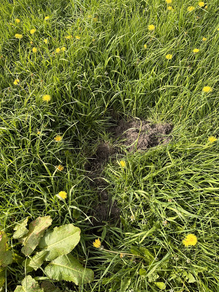 Dassenburcht gevonden met de wissels en mest putjes.