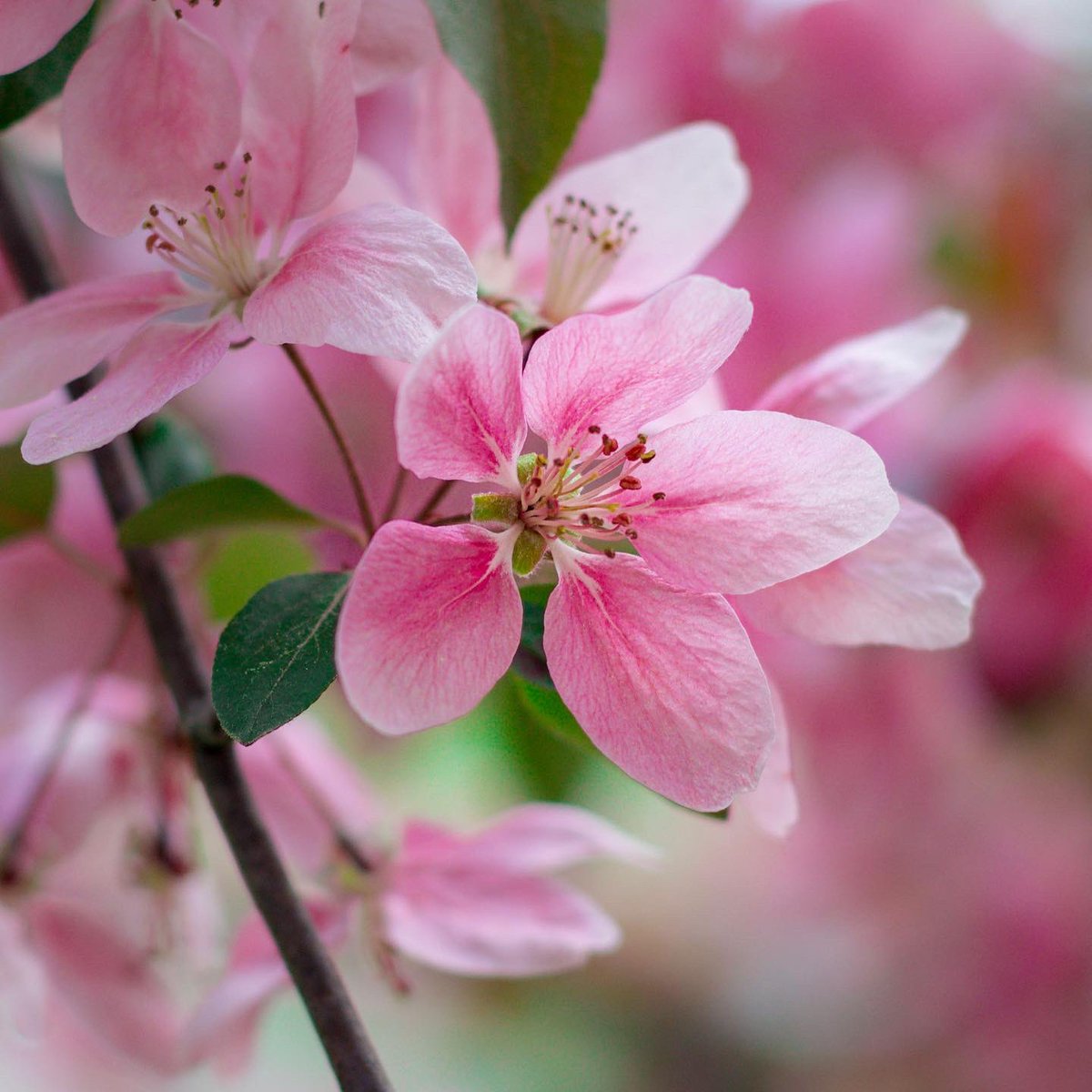 TheSneakyLens's tweet photo. PHOTOGRAPHERS 📸 

Show your best #FLOWERS 🌸

I’m retweeting 🔂 https://t.co/5Ss8Xus8Jf